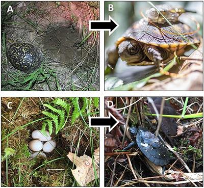 Macro- and Microhabitat Predictors of Nest Success and Hatchling Survival in Eastern Box Turtles (Terrapene carolina carolina) and Spotted Turtles (Clemmys guttata) in Oak Savanna Landscapes